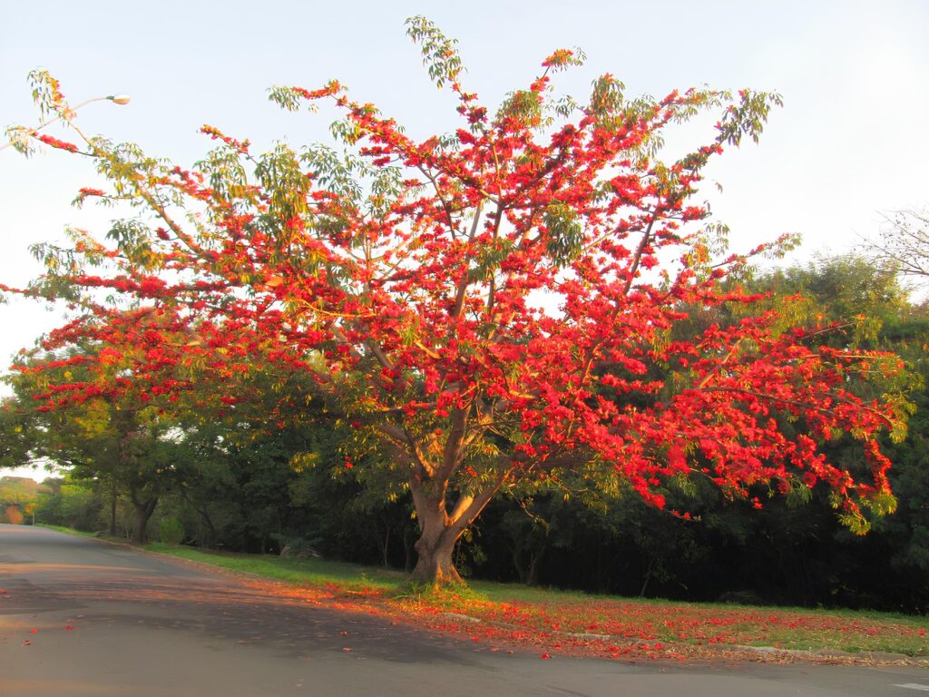 BOMBAX CEIBA (PAINEIRA VERMELHA DA INDIA) 4
