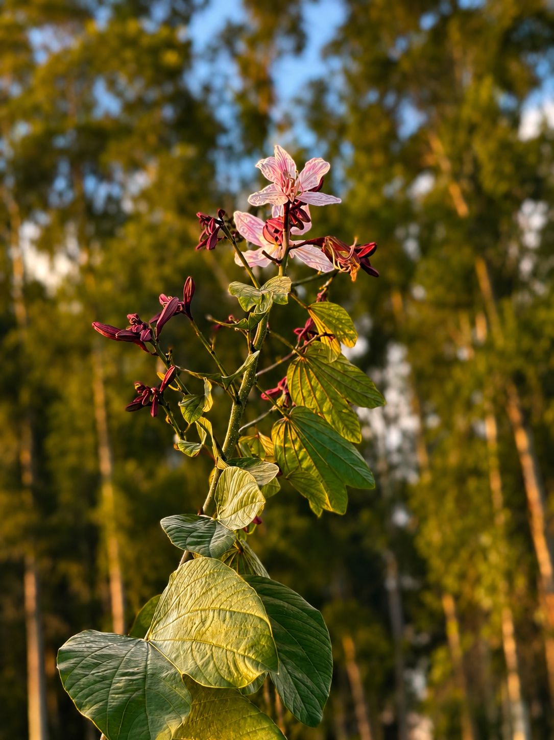 Bauhinia variegata A Elegância da Pata-de-Vaca Lilás no Paisagismo