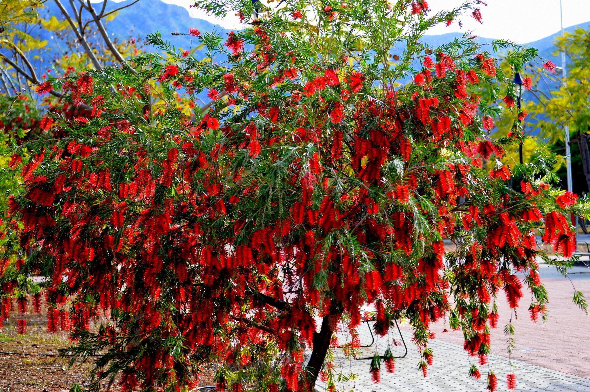 CALLISTEMON ESCOVA DE GARRAFA 8888