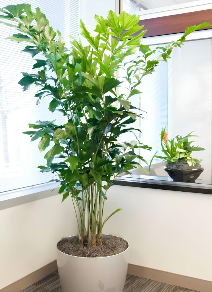 comprar palmeira CARYOTA MITIS 2 Oficina do Paisagista