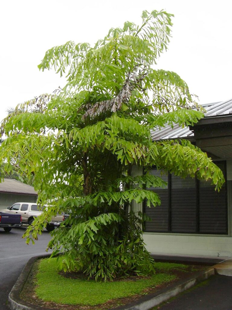 Palmeira Caryota mitis