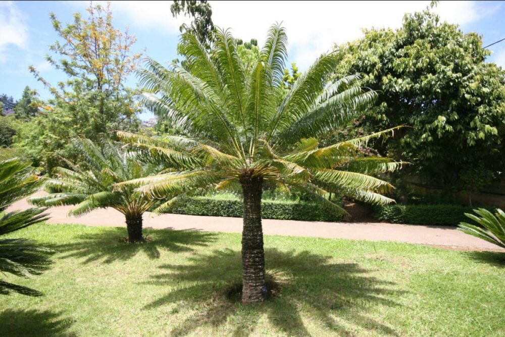 CYCAS REVOLUTA (CICA)