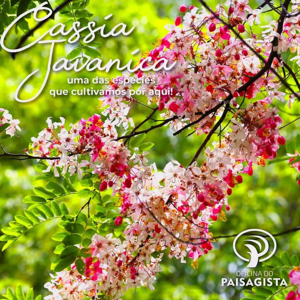 Cassia javanica