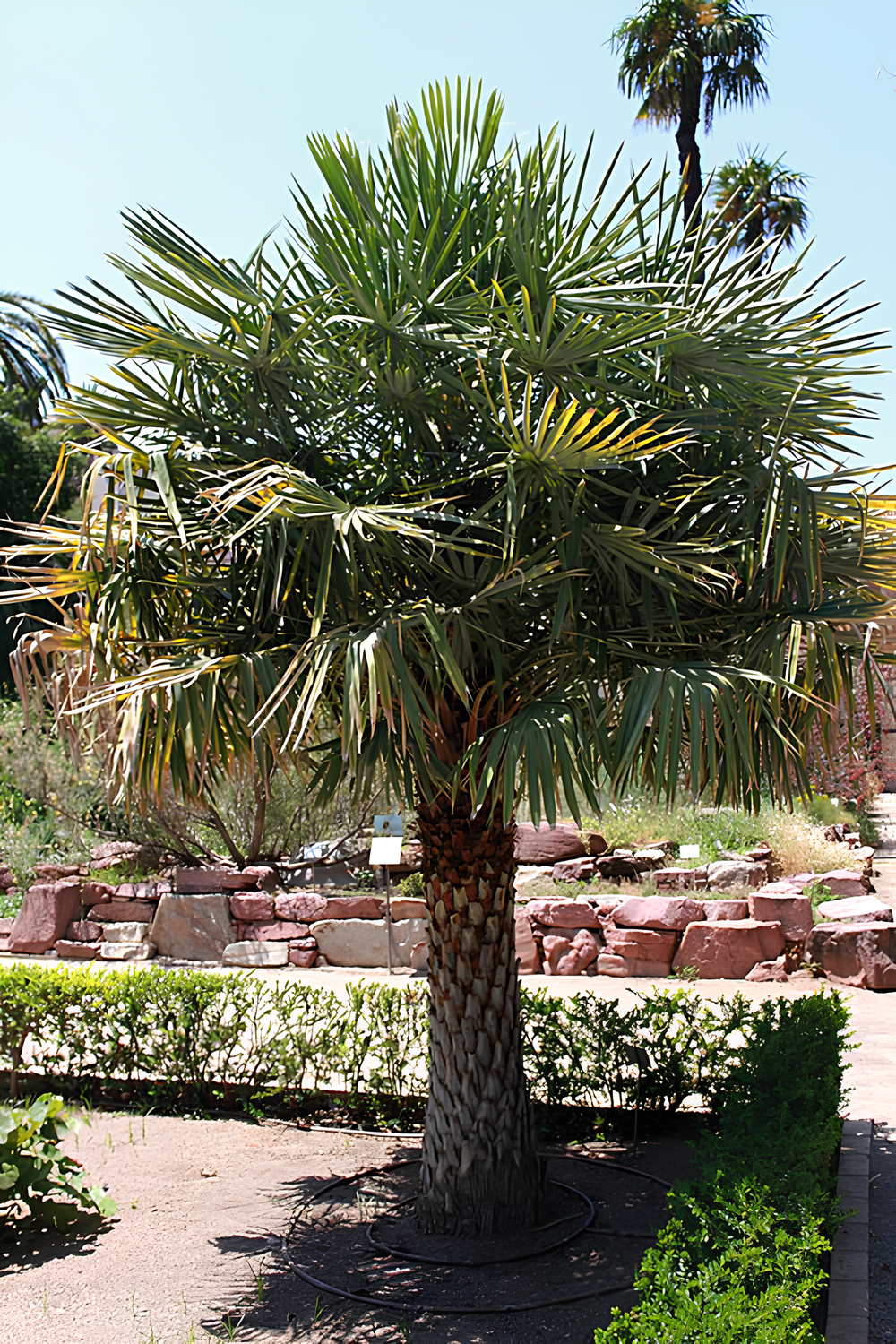 COPERNICIA ALBA (CARANDÁ)