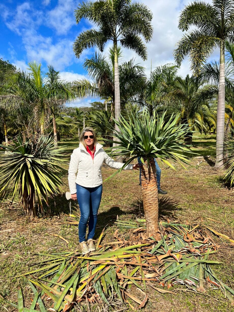 DRACAENA DRACO (DRAGOEIRO)