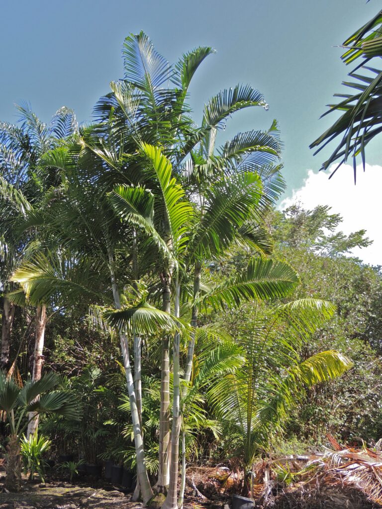 Dypsis cabadae 

Palmeira de Cabada 