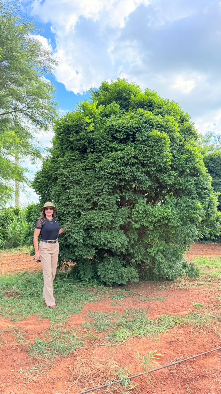 Jabuticabeira paulista (1)