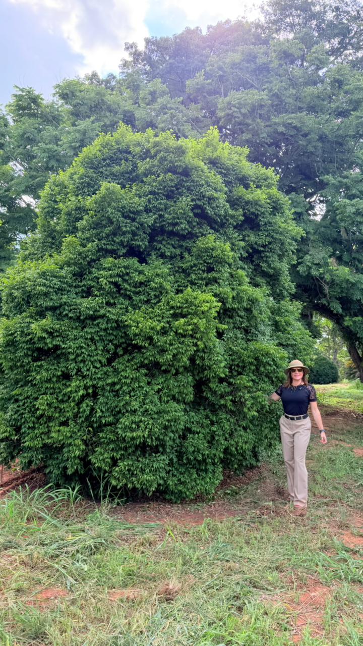 Jabuticabeira paulista