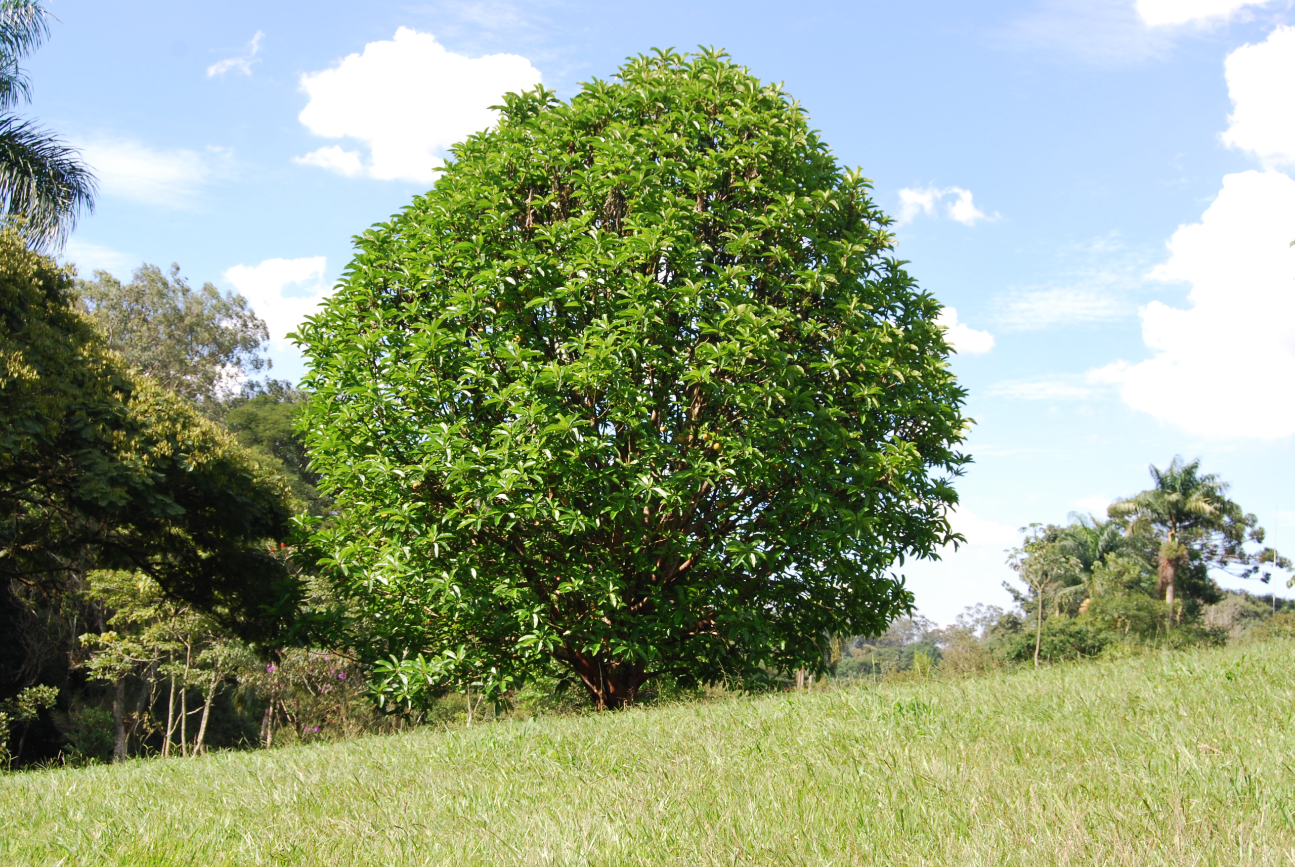 MAÇÃ-DE-ELEFANTE (DILLENIA INDICA)