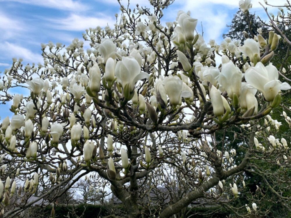 MAGNOLIA GRANDIFLORA (MAGNÓLIA BRANCA)