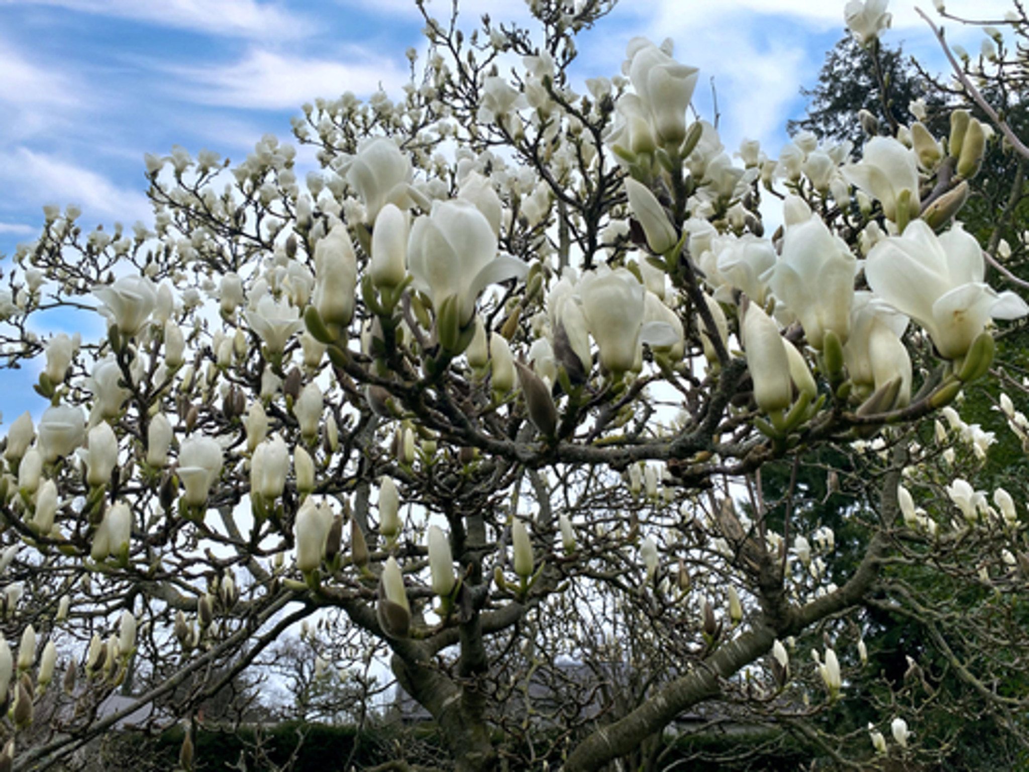 MAGNOLIA GRANDIFLORA (MAGNÓLIA BRANCA)