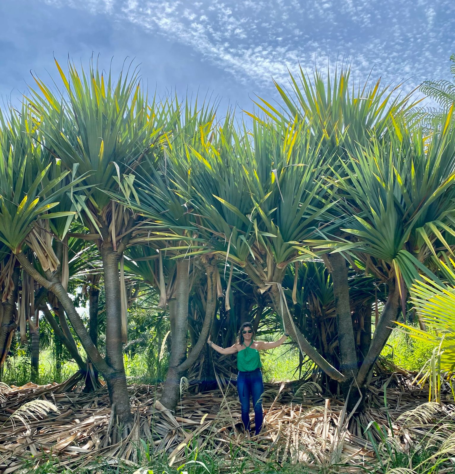 PANDANUS UTILIS (PÂNDANO)