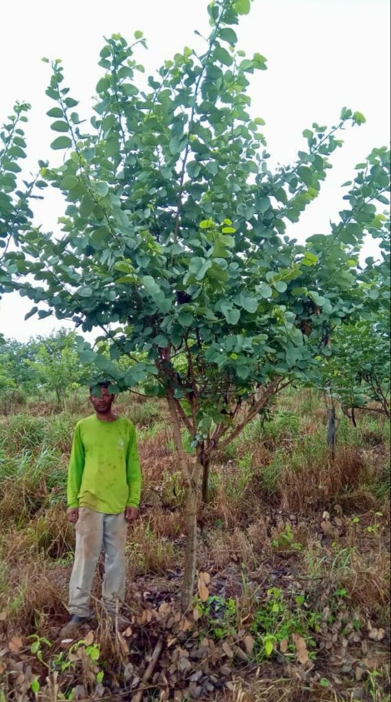 pata de vaca BAUHINIA FORFICATA