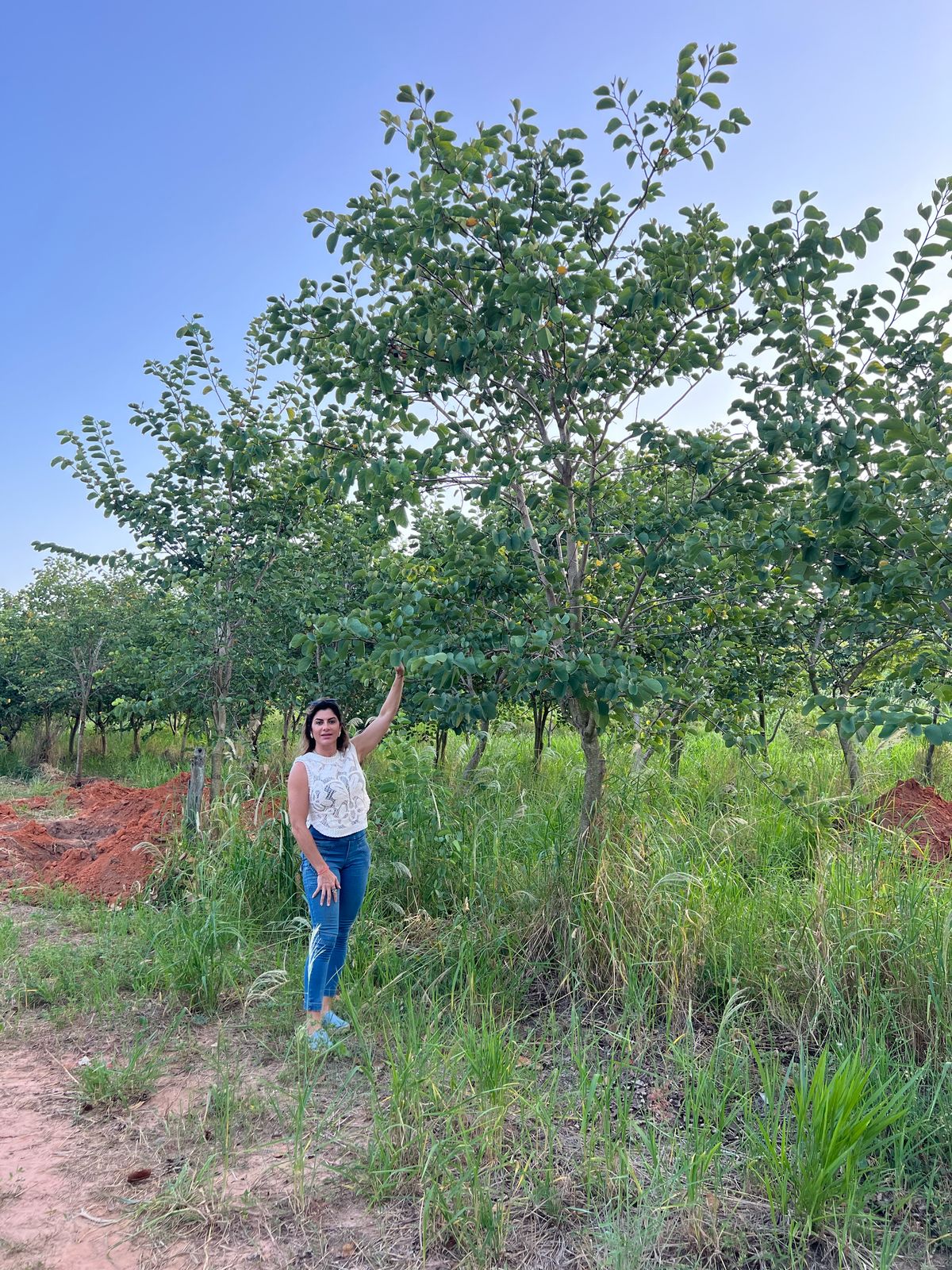 Pata de Vaca Oficina do Paisagista