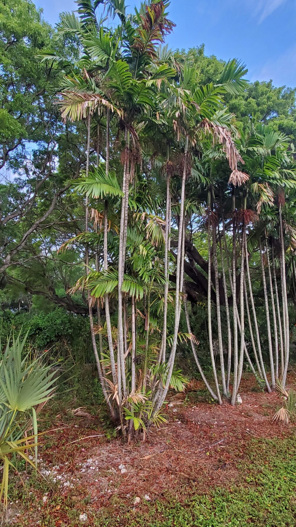 Palmeira Linear Ptychosperma_lineare_2
