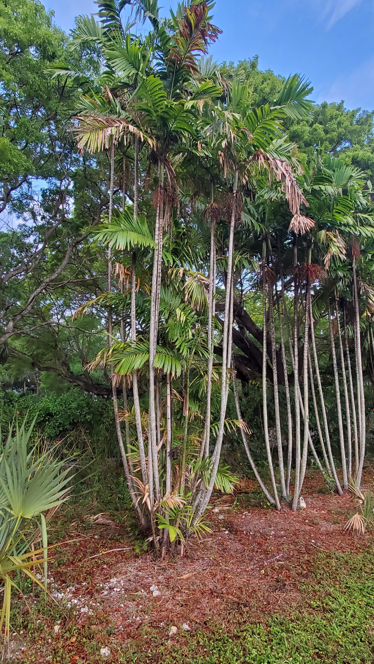 Palmeira Linear Ptychosperma_lineare_2