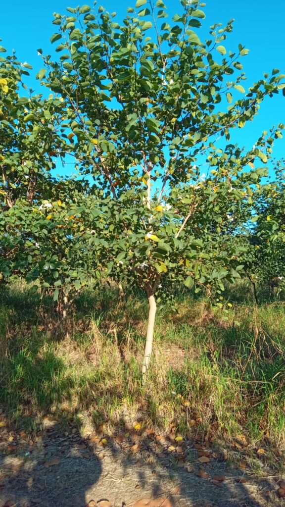 Bauhinia forficata - pata de vaca