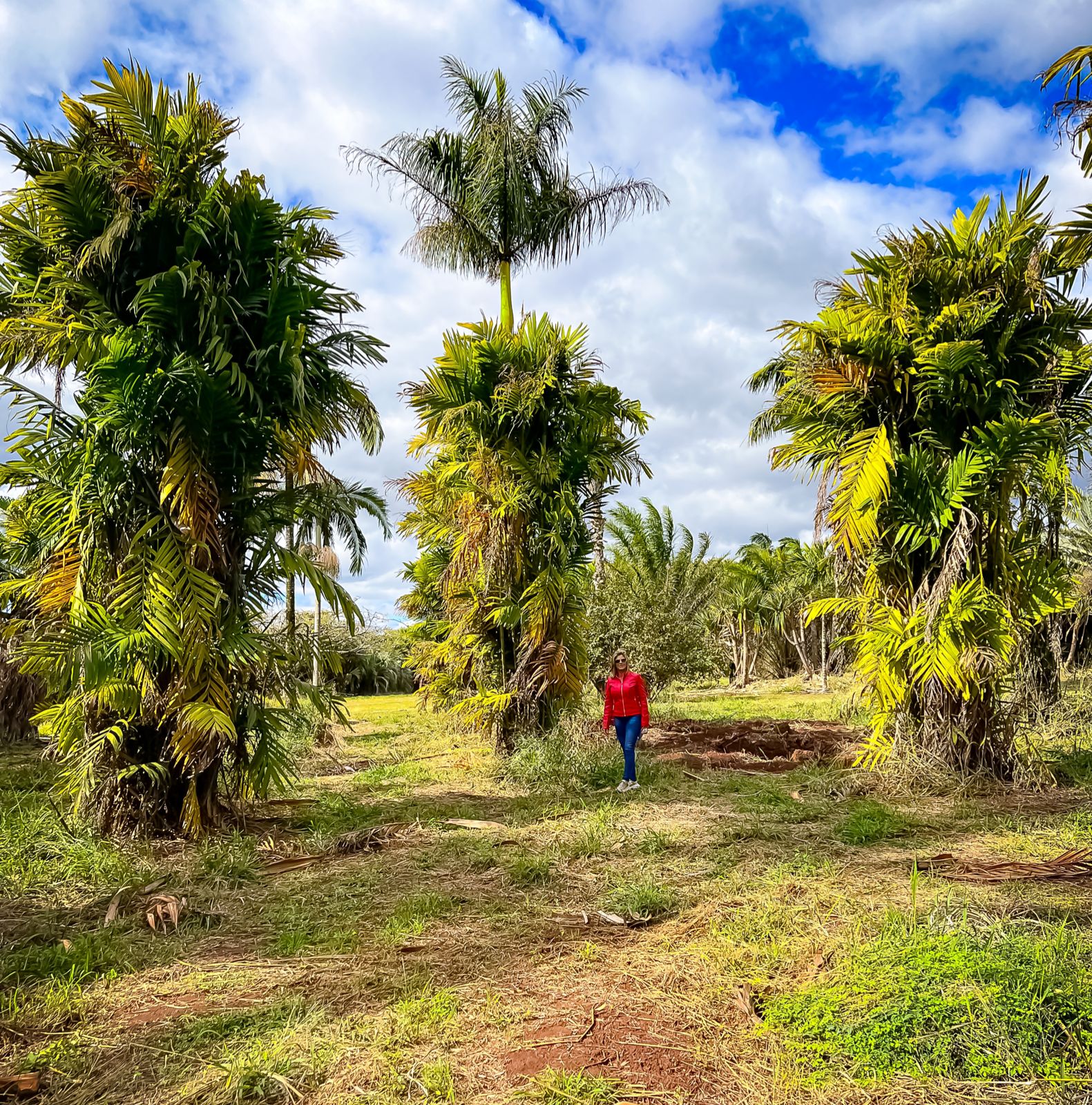 Areca Triandra