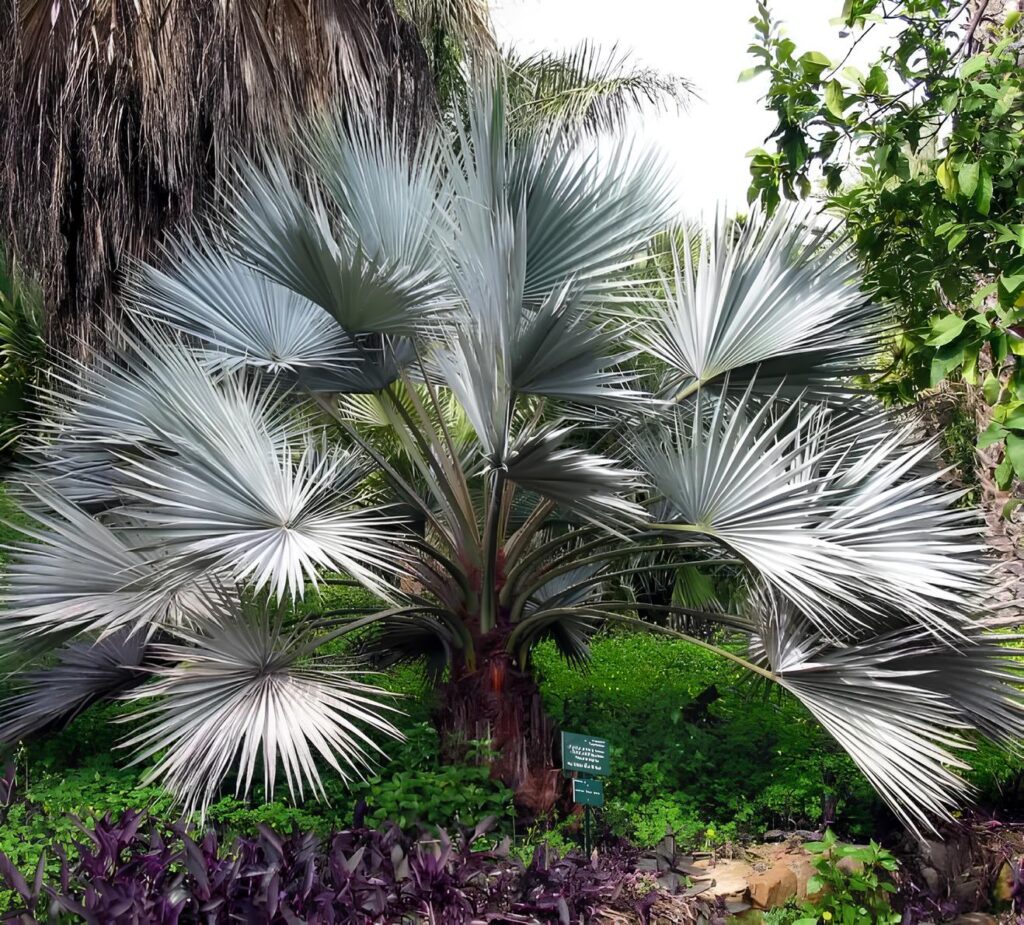BRAHEA ARMATA - Palmeira Azul Mexicana