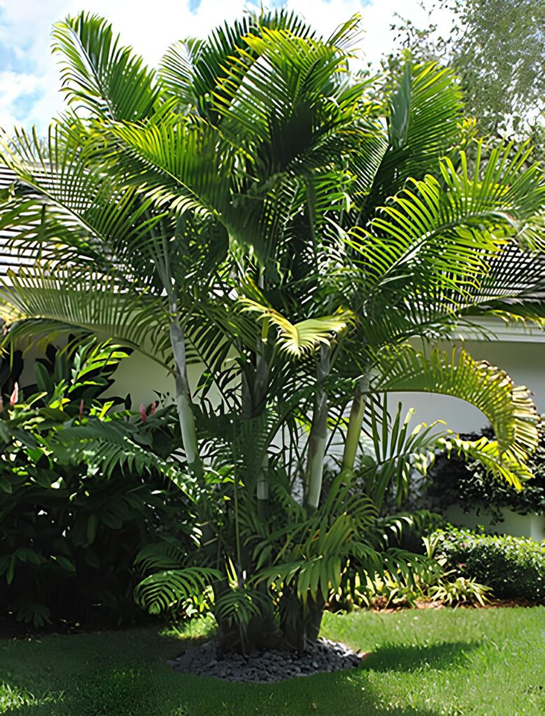 Dypsis cabadae 
Palmeira de Cabada  Venda de palmeiras 