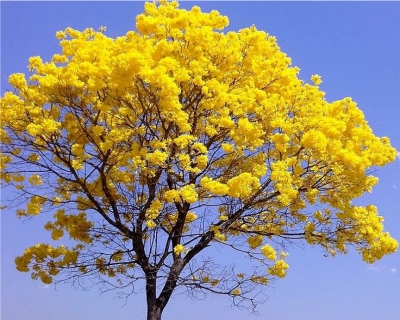 IPÊ AMARELO - HANDROANTHUS SERRATIFOLIUS - Oficina do Paisagista : Maior  Viveiro de árvores do Brasil