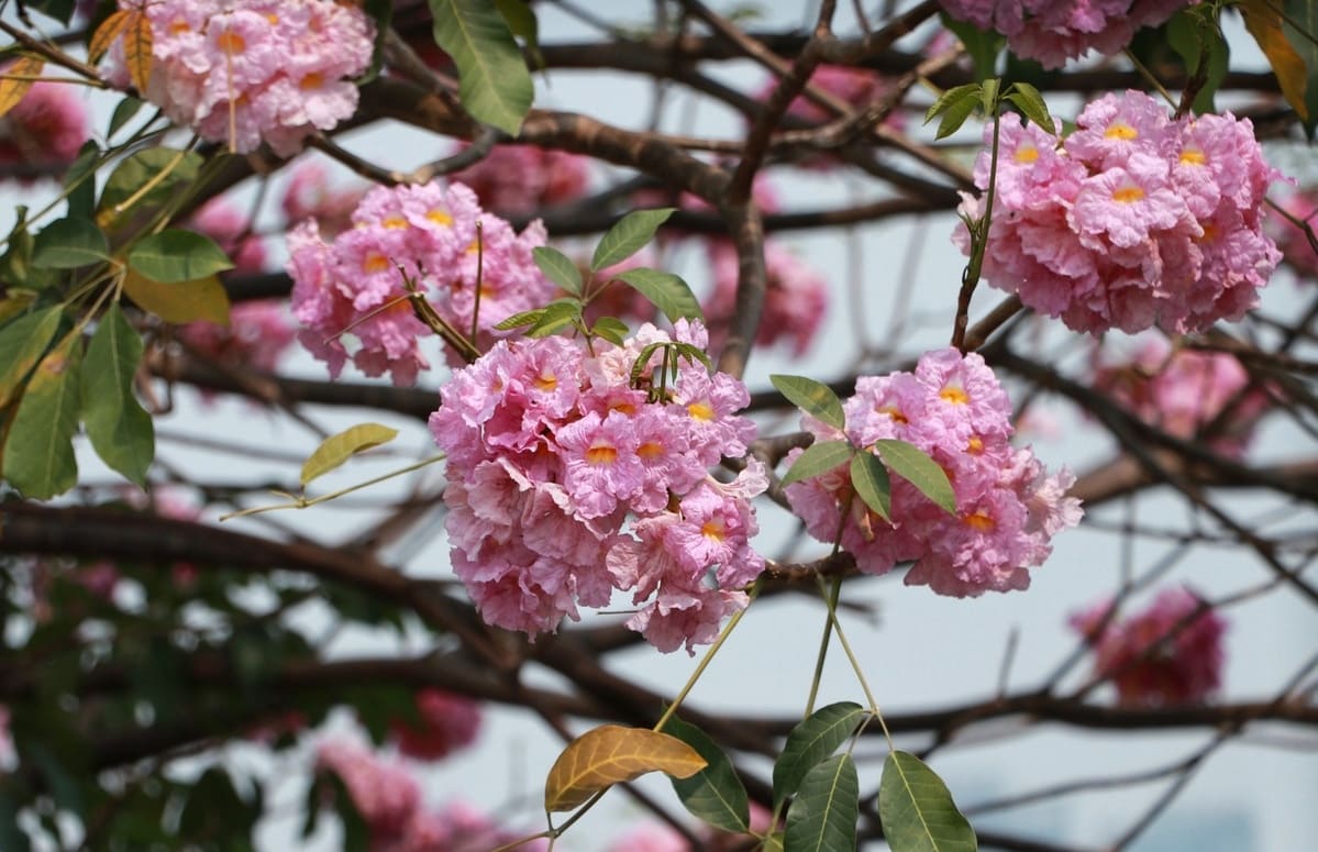 ipe rosa 88