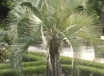 BUTIA CAPITATA (BUTIÁ)