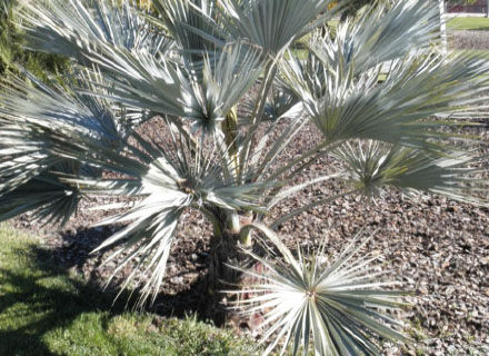 BRAHEA ARMATA (PALMEIRA-AZUL MEXICANA)