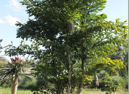 CARYOTA MITIS (PALMEIRA RABO DE PEIXE)