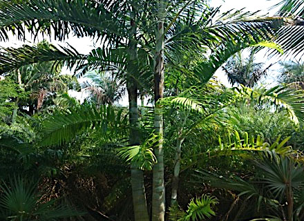 DYPSIS CABADAE (PALMEIRA-DE-CABADA)