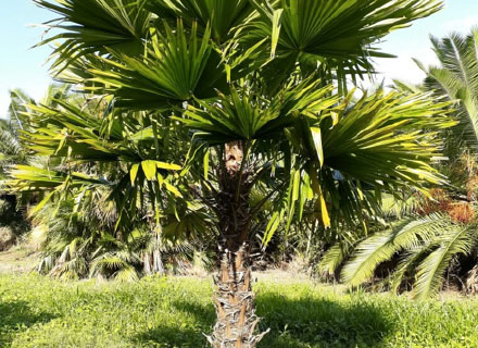 LIVISTONA ROTUNDFOLIA (PALMEIRA-LEQUE)