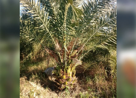 PHOENIX DACTYLIFERA (TAMAREIRA)