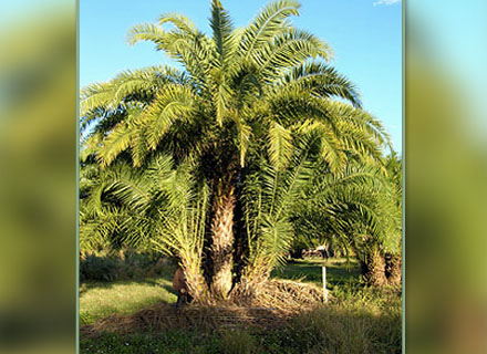 PHOENIX RECLINATA (TAMAREIRA DO SENEGAL)