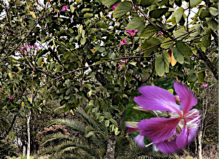 BAUHINIA BLAKEANA (ÁRVORE-DE-ORQUÍDEAS)