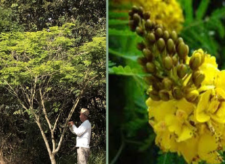 CAESALPINIA PELTOPHOROIDES SIBIPIRUNA