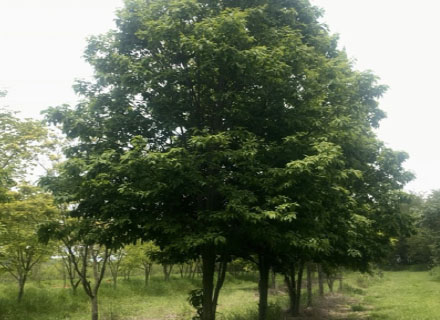 CARINIANA ESTRELLENSIS (JEQUITIBÁ-BRANCO)