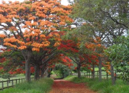 DELONIX REGIA (FLAMBOYANT)