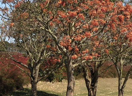 ERYTHRINA FALCATA (MULUNGU)