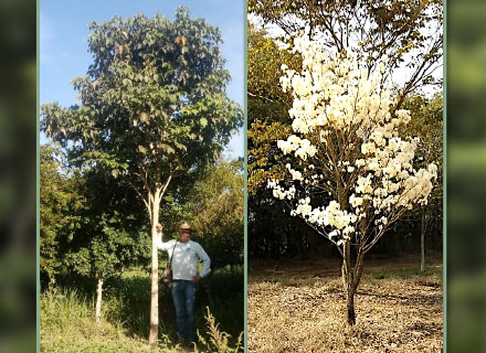 HANDROANTHUS ROSEOALBA (IPÊ BRANCO)