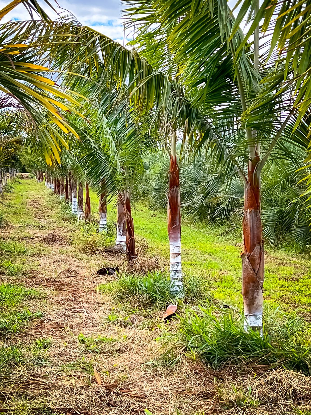 palmeira pescoço marrom