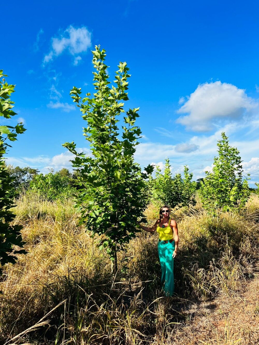 Platanus