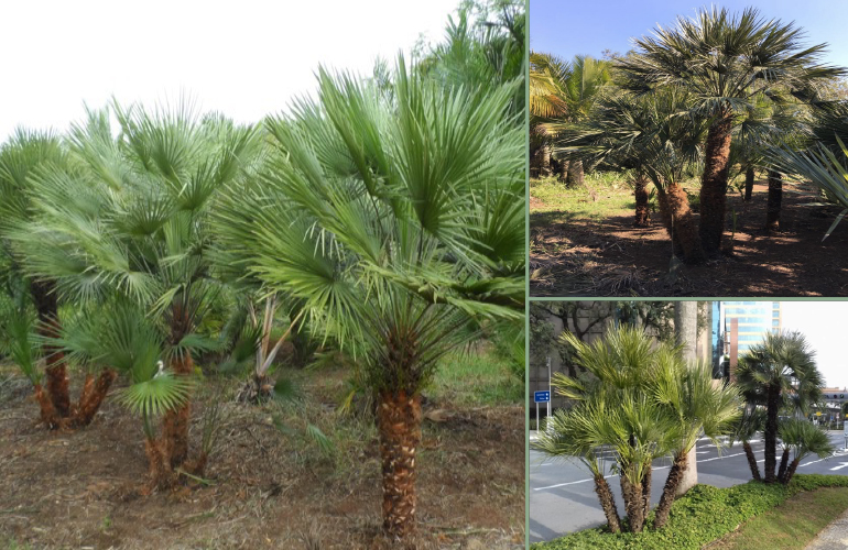 CHAMAEROPS HUMILIS (PALMEIRA DE LEQUE DA EUROPA)