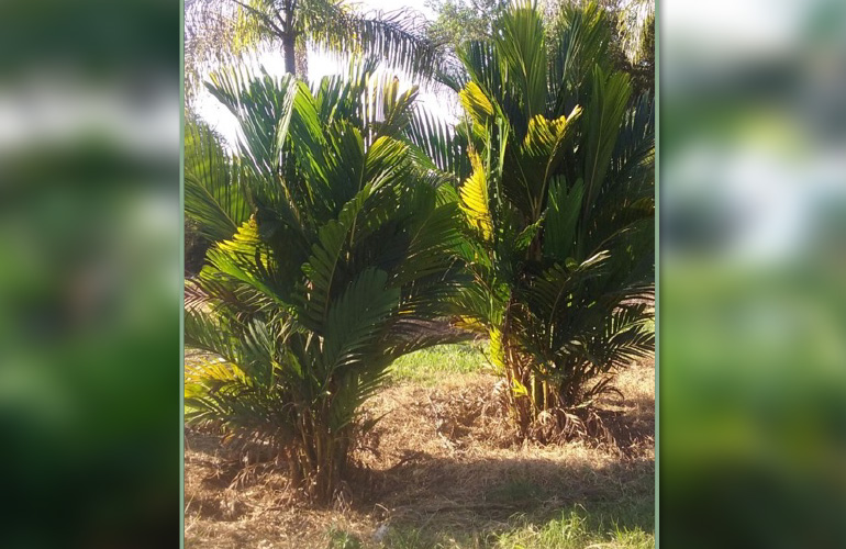 PINANGA CORONATA (PINANGA DE COROA)