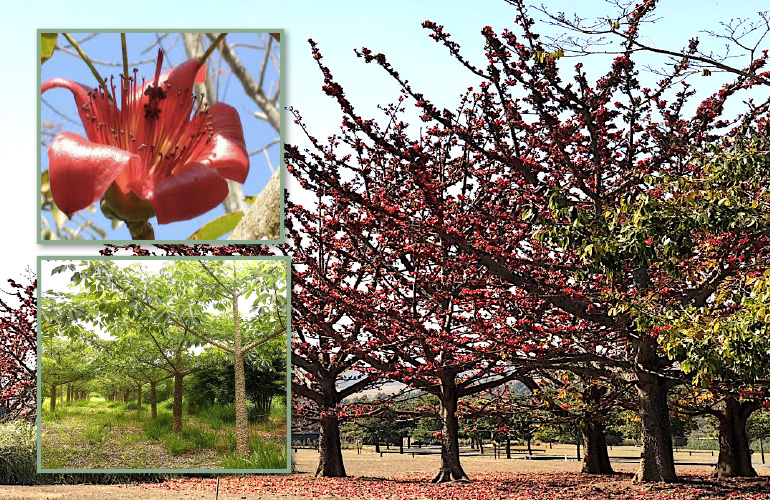 BOMBAX CEIBA (PAINEIRA VERMELHA DA INDIA)