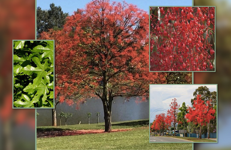 BRACHYCHITON ACERIFOLIUS (ÁRVORE DO FOGO / BRAQUIQUITO)