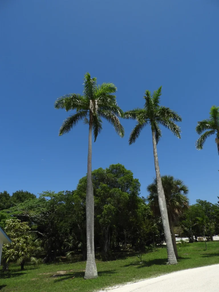 ROYSTONEA BORINQUENA (PALMEIRA IMPERIAL DE PORTO RICO)