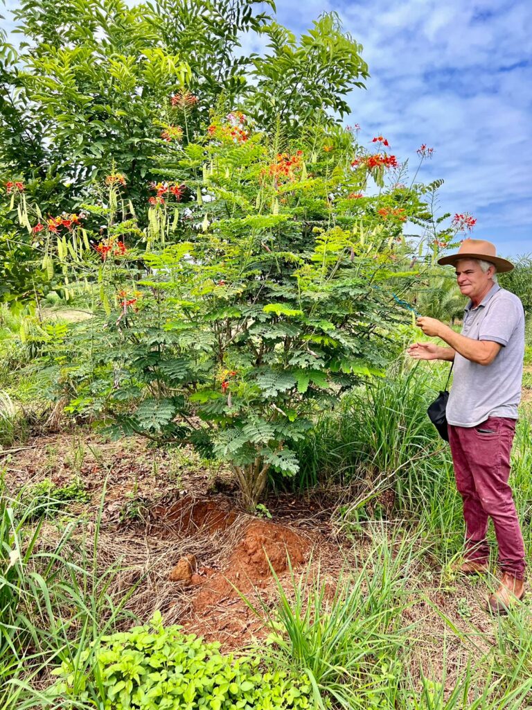 Mini-flamboyant árvore adulta