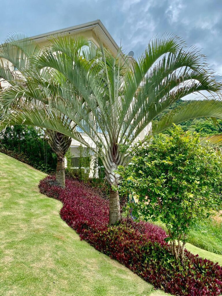 Dypsis decaryi Palmeira triangular
