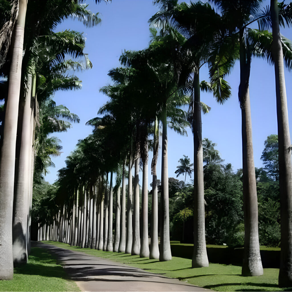 comprar palmeira_imperial_roystonea-Royal-palm, árvores adultas-Oficina-do-Paisagista-venda-de-palmeiras-adultas-