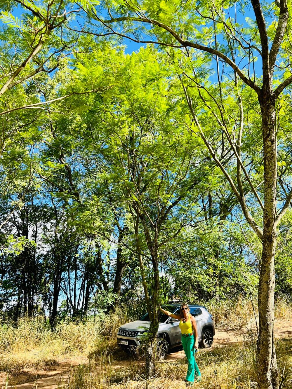 jacaranda mimoso2